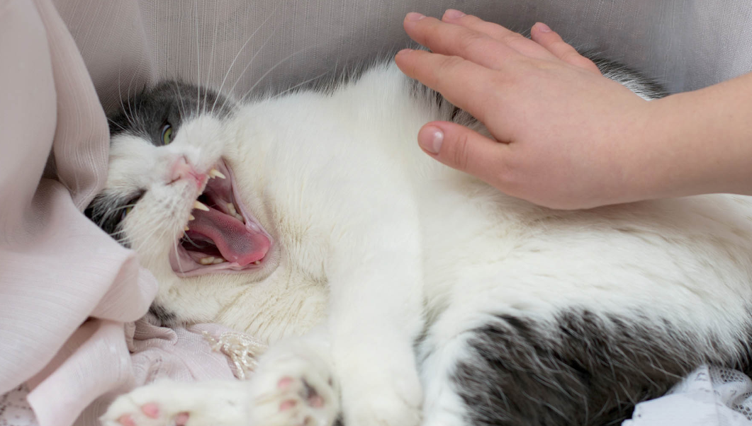 Bisa Jadi Anabul Lagi Stres, Ini 4 Makna Kucing Mendesis pada Kita yang Perlu Catlovers Ketahui