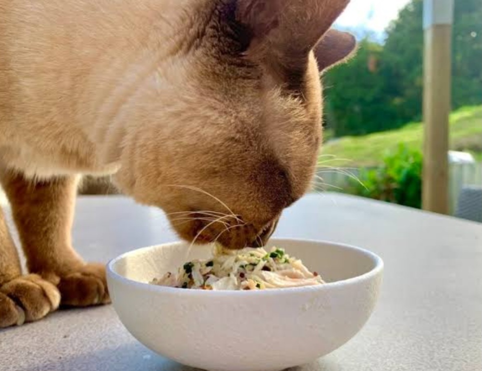 Resep Makanan Kucing dari Ayam dan Nasi, Hemat Serta Kaya Nutrisi