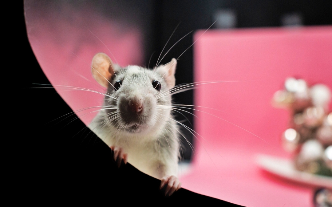 Tikus Sangat Menggangu di Rumah Anda? Berikut Beberapa Cara Alami Mengusir Tikus dari Rumah 