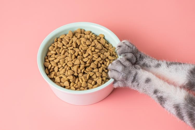 3 Merk Makanan Kucing Murah Untuk Anabul Kesayangan dengan Kandungan Berkualitas, Cocok untuk Kesehatan Anabul
