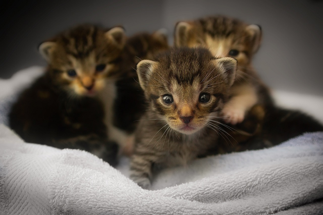 Ini Porsi Makan Anak Kucing Sesuai Usia Yang Harus Kamu Ketahui, Jangan Asal-Asalan! Begini Penjelasannya