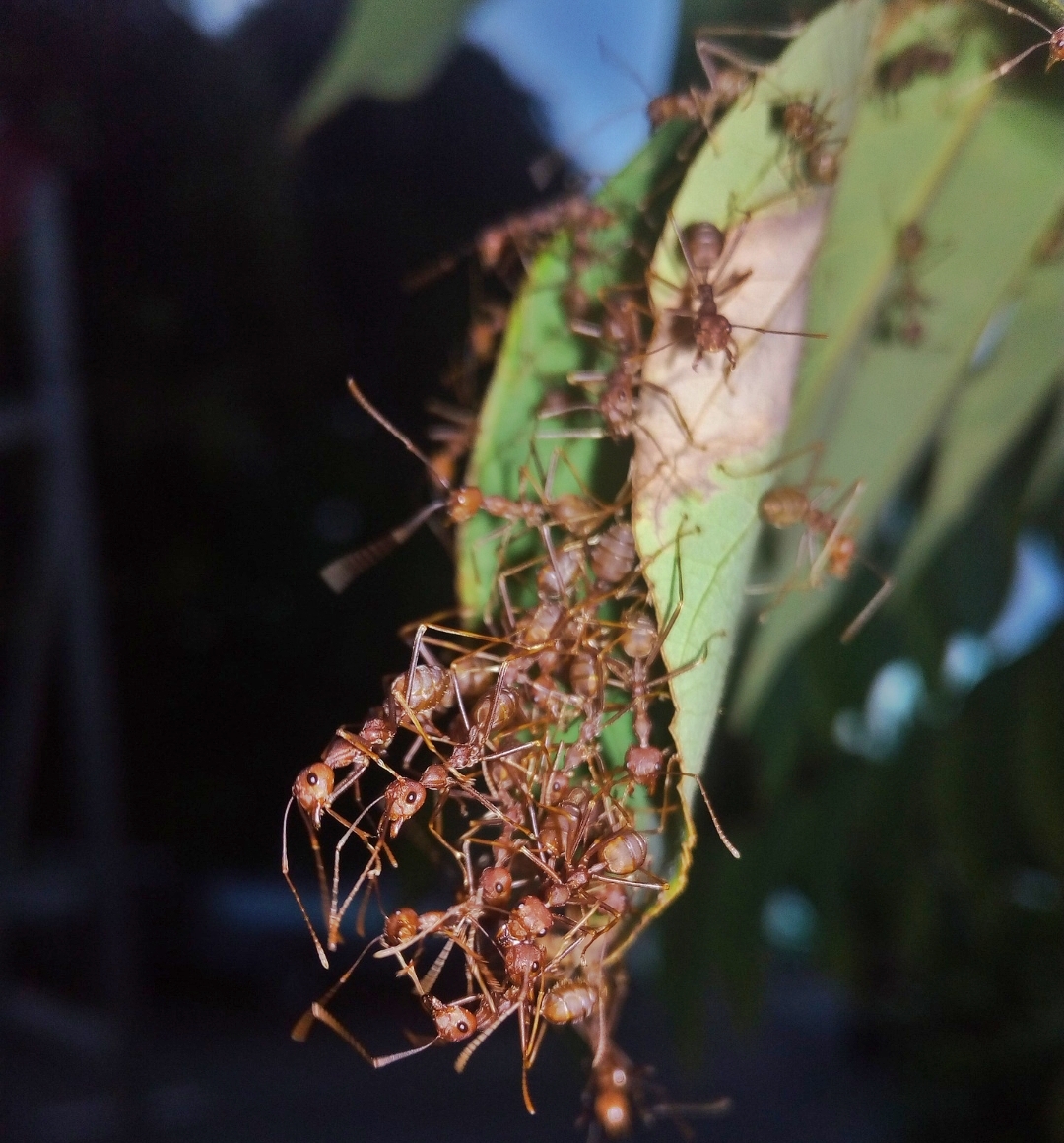 Kehadiran Semut di Rumah Dapat Merugikan Loh! Berikut Dampak yang Merugikan Ketika Semut Berada di Rumah 