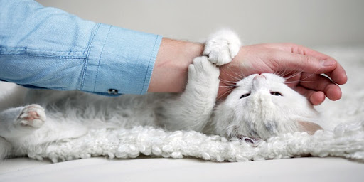 5 Alasan Kucing Suka Menggigit Pemiliknya, Ketahui Bedanya Gigitan Bermakna Kasih Sayang dan Peringatan