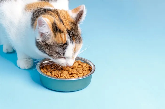 Inilah 3 Makanan Kucing Murah dan Bergizi (Dry Food dan Wet Food), Cocok Dikonsumsi Kucing Kampung Maupun Ras!