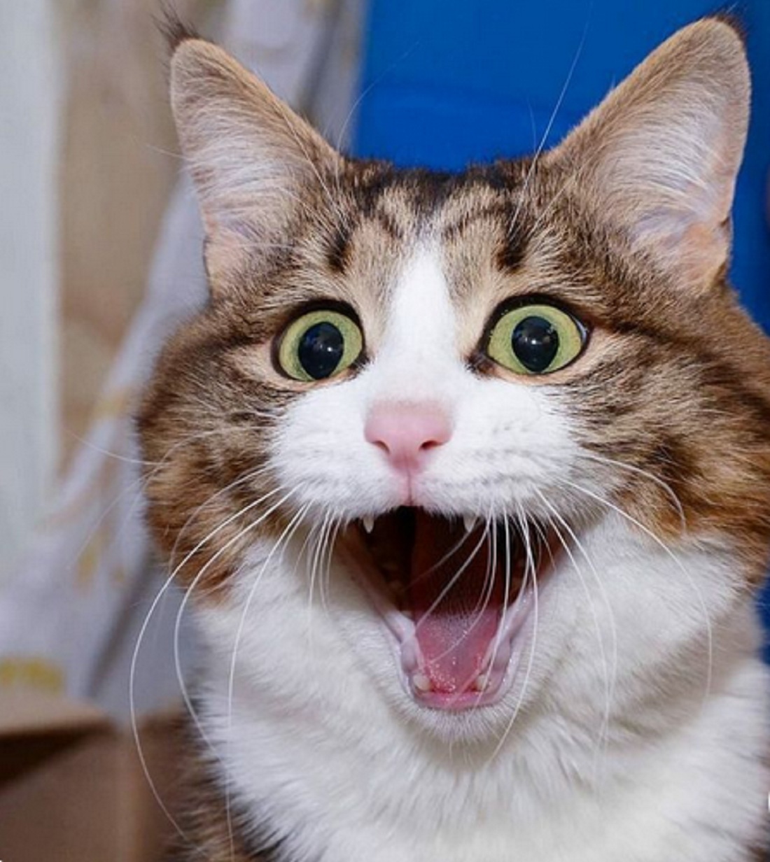 6 Ciri-Ciri Kucing Stres Yang Butuh Perhatian Lebih Darimu, Pemilik Kucing Wajib Tau Nih!