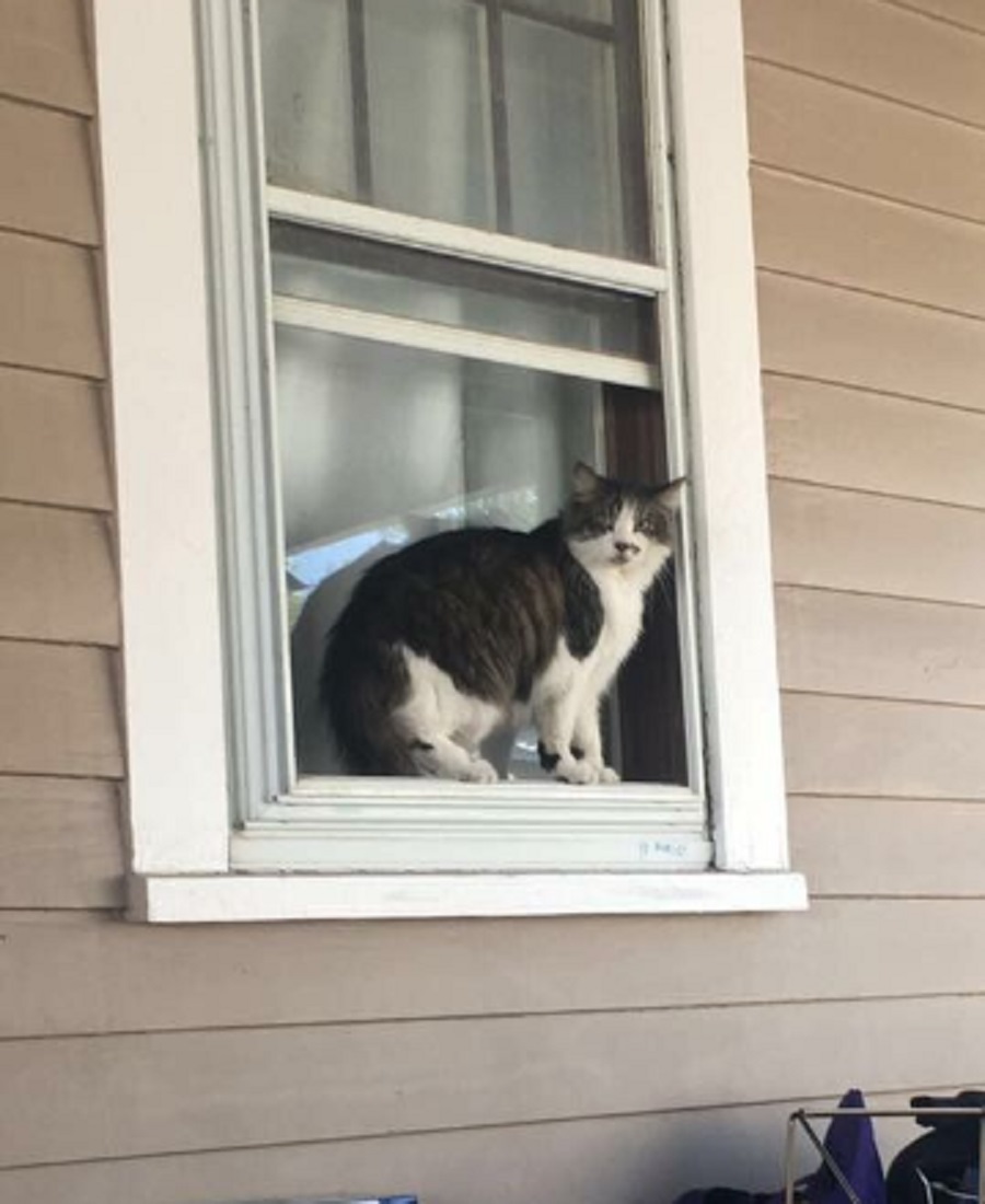 Kenapa Kucing Suka Bertengger di Jendela Rumah? Ternyata Karena 5 Hal Ini