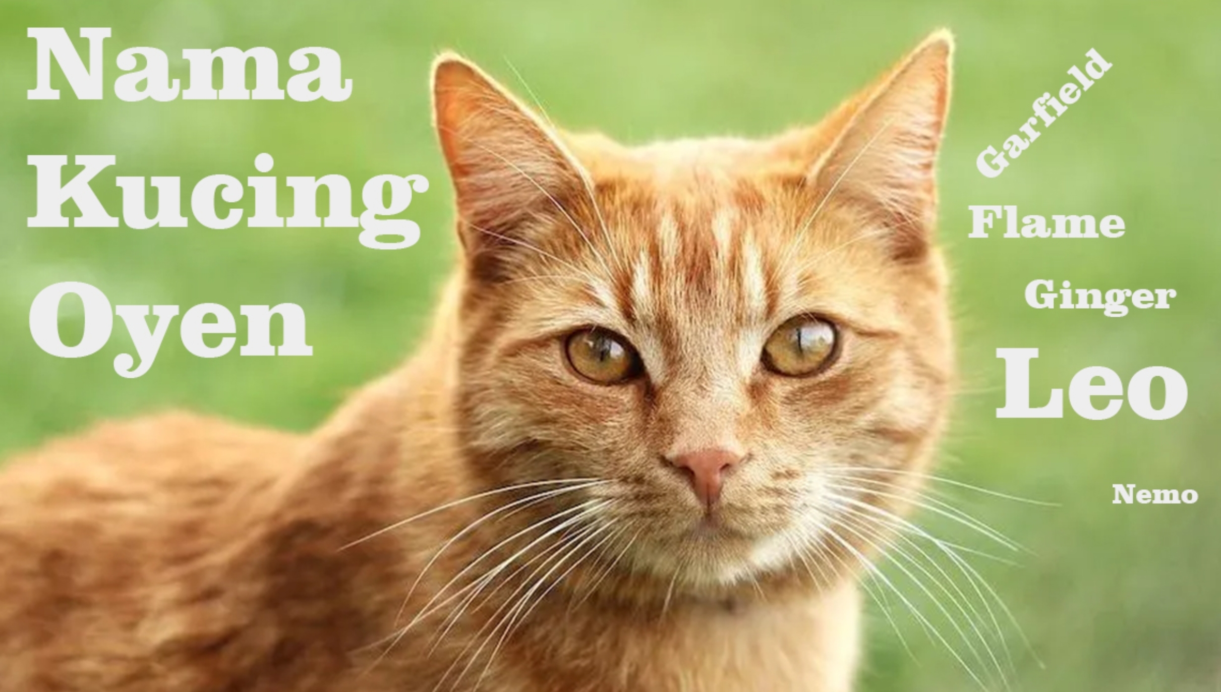 Daftar Nama Lucu untuk Kucing Jantan Berdasarkan Ras dan Karakter Anabul, Ada yang Cocok?