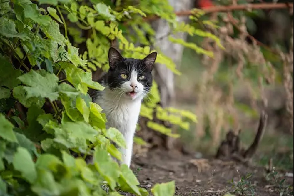 Bikin Kucing Kapok Datang Ke Rumah! Yuk Simak 5 Cara Mengusir Kucing Liar Paling Ampuh