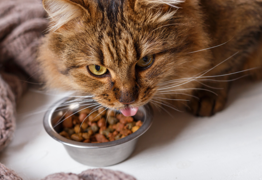 5 Merk Makanan Kucing Kering Murah, yang Ampuh Untuk Menggemukan Kucing Peliharaan Kamu!