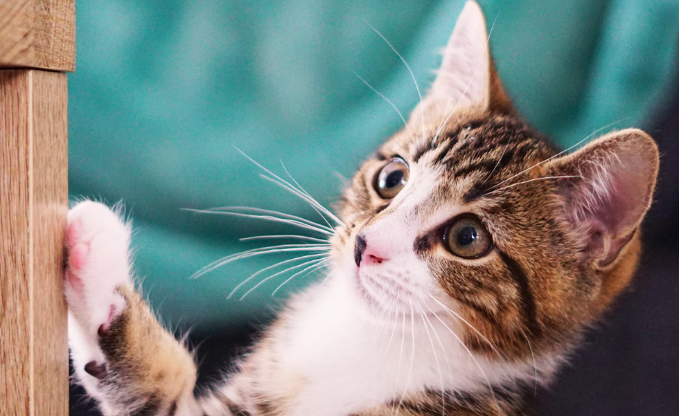 Apakah Aman? Ini 3 Alasan Kucing Liar Boleh Dipelihara di Luar Rumah atau Outdoor