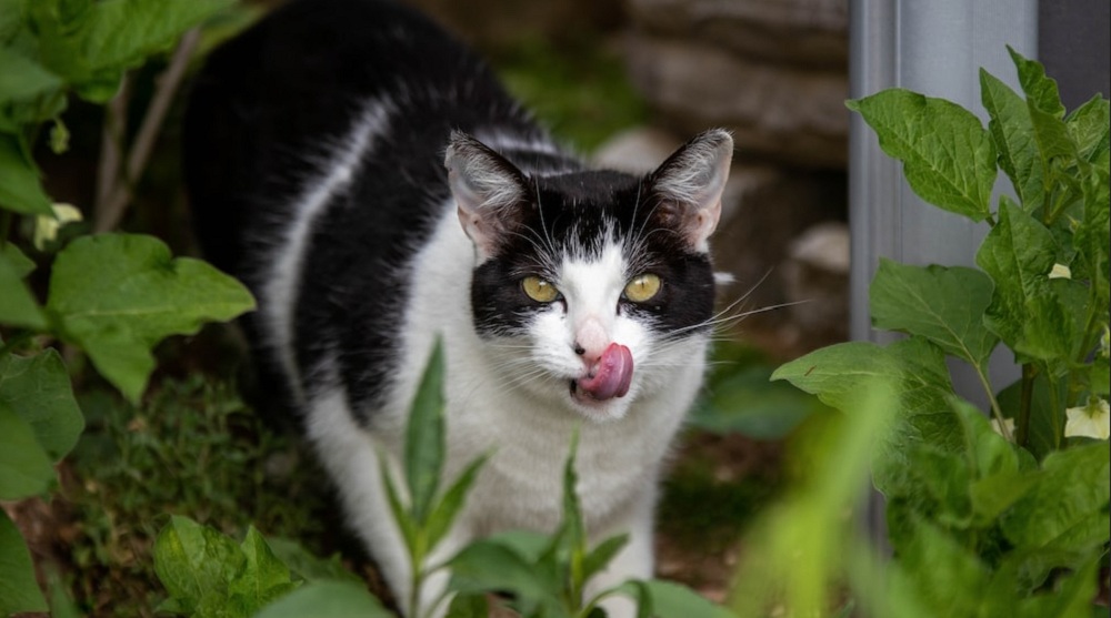 Jangan di Larang! Ternyata Ini Alasan Kucing Memakan Rumput, Benarkah Untuk Kesehatan Anabul?