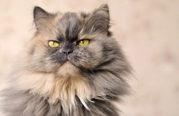 Hewan Peliharaan Ratu? Mengenal Lebih Dekat Kucing Persia, dengan 6 Fakta Unik Kucing Persia Berikut
