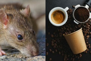 Oh Begini 7 Cara Mengusir Tikus, Nomor 3 Pastikan Rumah Tidak Ada Celah Tikus Masuk! Ketahui Yu