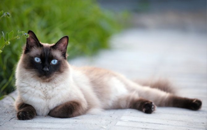 Berapa Tahun Kucing Ras Bisa Hidup? Ternyata Segini Usia Maksimal Kucing Ras
