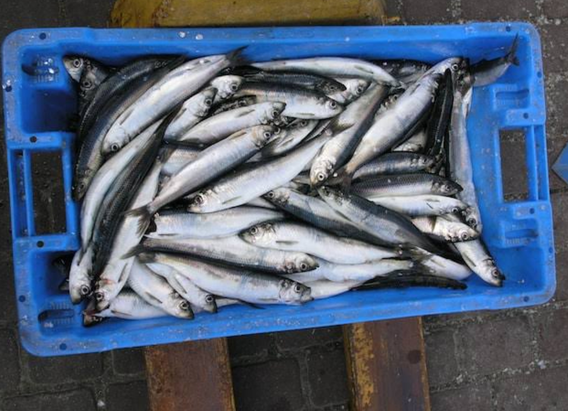 8 Jenis Ikan yang Baik untuk Makanan Kucing Kampung, Bikin Gemuk dan Sehat