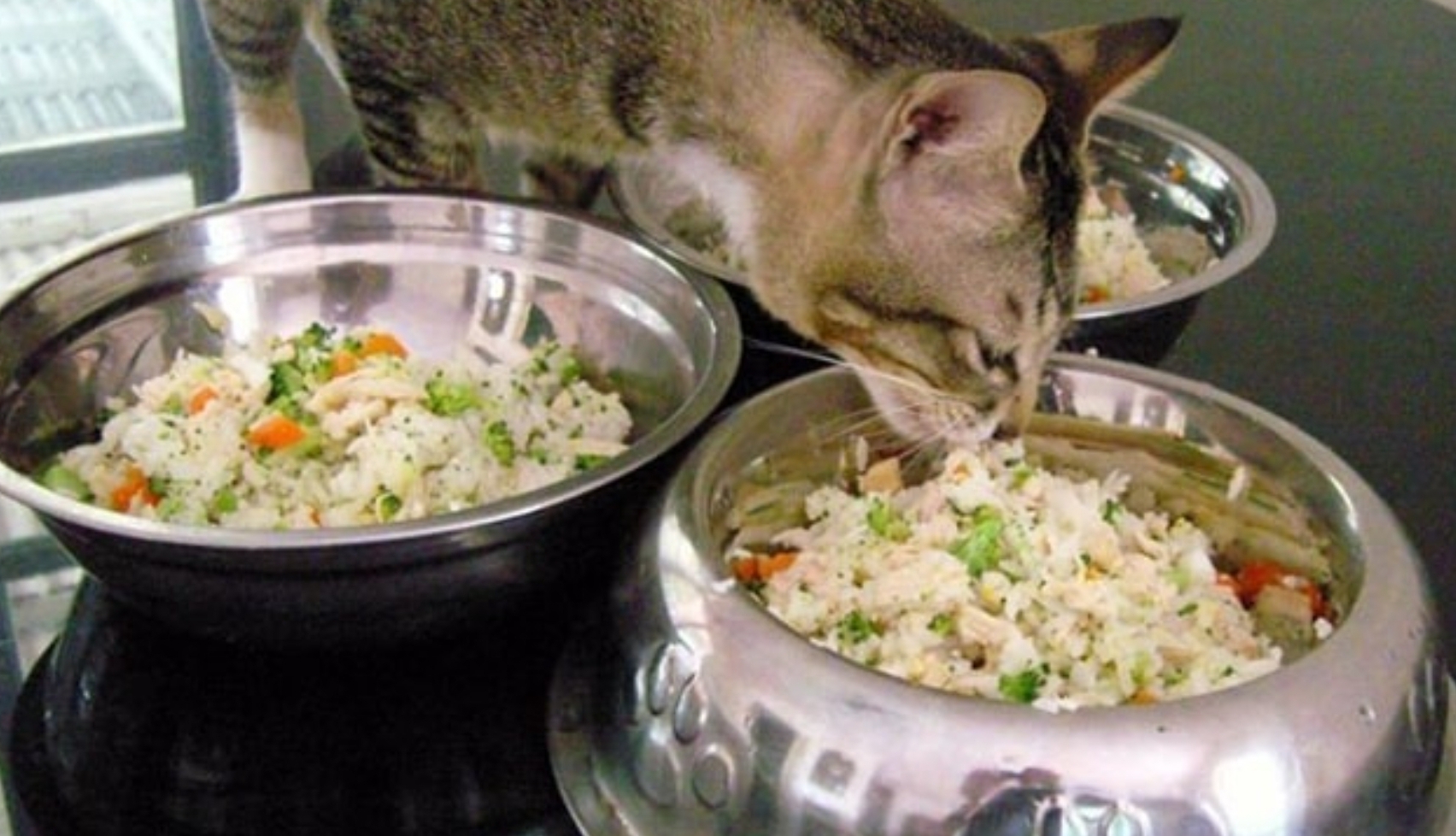 Cara Membuat Makanan Kucing Sendiri dengan Praktis, Intip 4 Resep Berikut Ini, Dijamin Anabul Suka