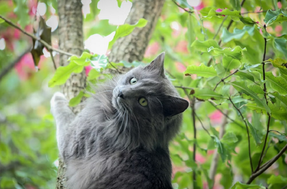 Mengenal 5 Tanaman Hias Yang Paling Disukai Kucing, Catlovers Wajib Punya!