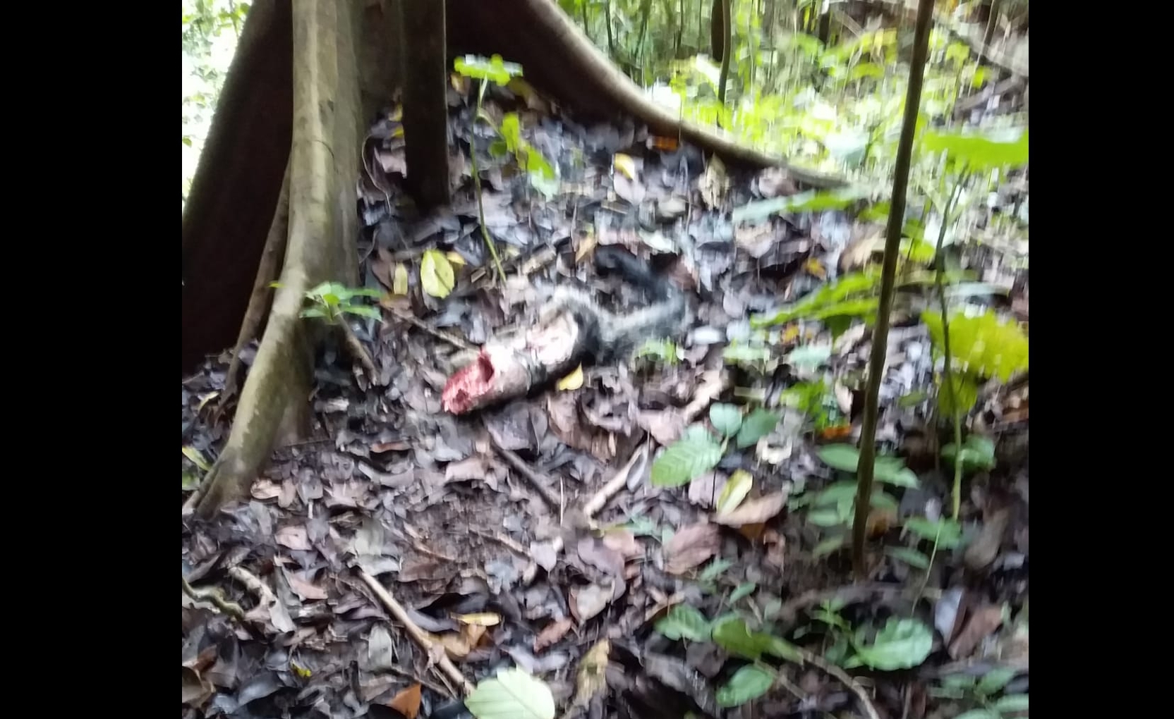 Ditemukan Bangkai Hewan, Diduga Dimangsa Macan Tutul di Gunungmanik Kuningan, Tak Jauh dari Lokasi Camera Trap