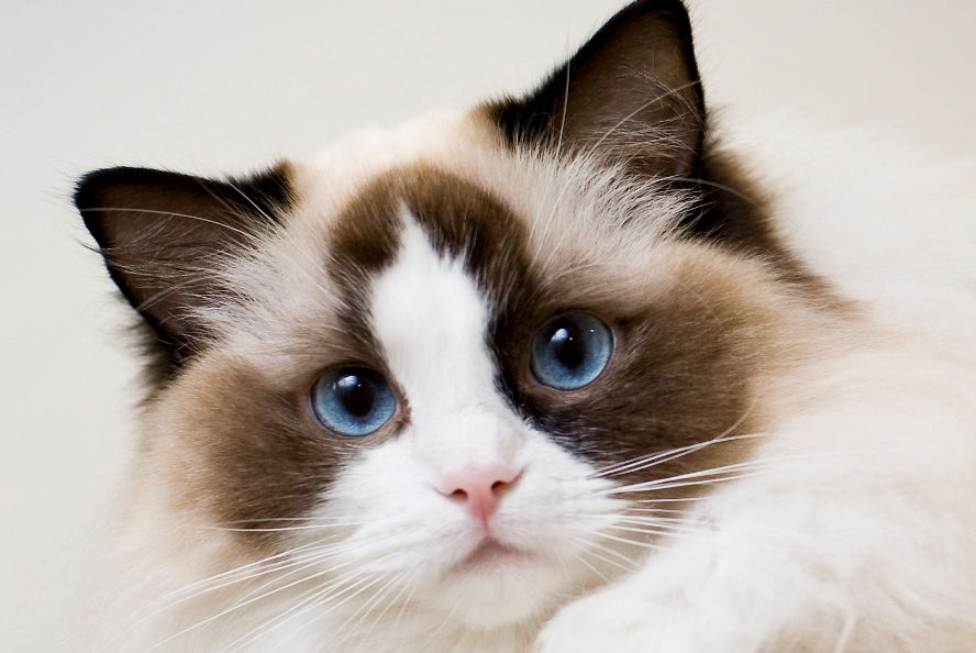 Lucu dan Gemes-gemes! Ini 5 Ras Kucing Terlucu di Dunia, yang Bisa Menyenangkan Hari-harimu