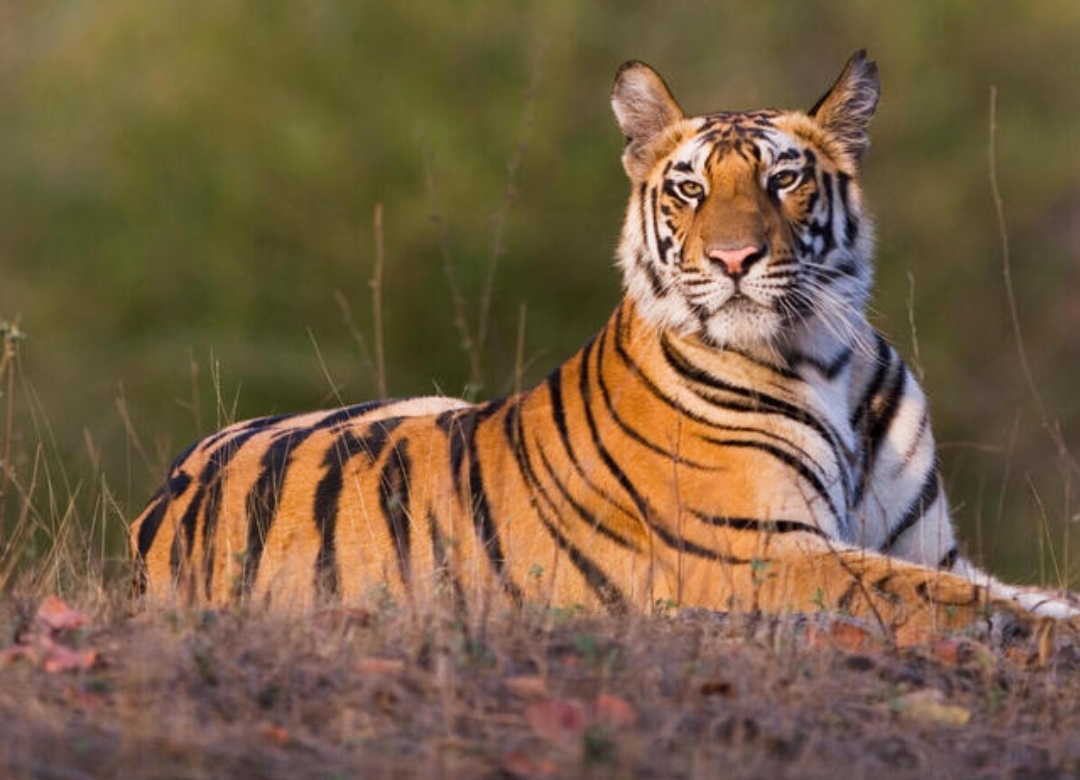 8 Binatang Ini Bisa Membunuh Harimau, Tak Menyangka, Salah Satunya Biasa Jadi Mangsa