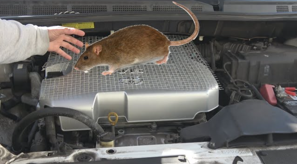 Bukan Hal Sepele, Ketahui 3 Bahaya Tikus Masuk ke Kap Mobil, Bisa Timbulkan Korsleting dan Kebakaran