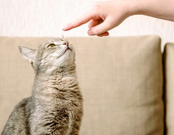 Tidak Susah Kok! 5 Cara Mengajarkan Kucing Duduk dengan Mudah dan Cepat! 