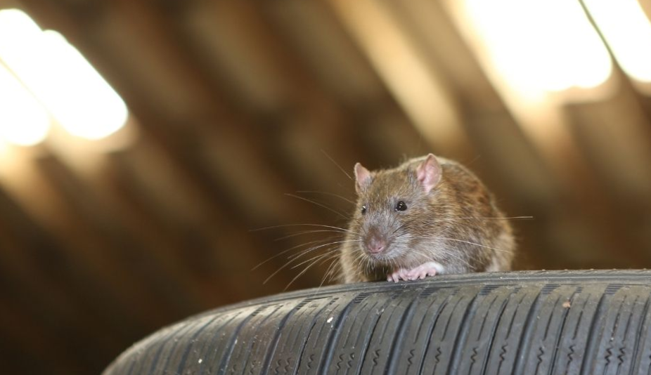 Waspada Tikus Rusak Kendaraan, Inilah 5 Cara Mengusir Tikus di Garasi dan Bikin Takut Balik Lagi