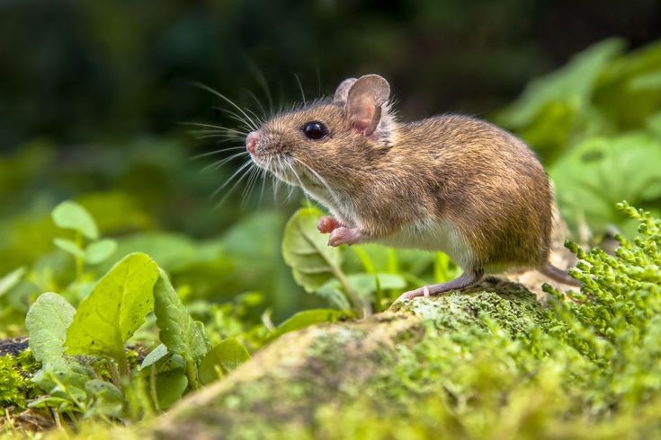 Ketahui, Inilah Pertolongan Pertama setelah Digigit Tikus, Agar Tidak Menjadi Penyakit Hingga Infeksi