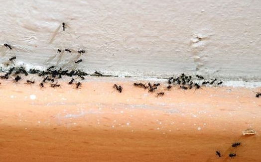 Semut Takut Garam? Inilah 5 Bahan Dapur Ampuh Membasmi Semut Hingga Tak Tersisa