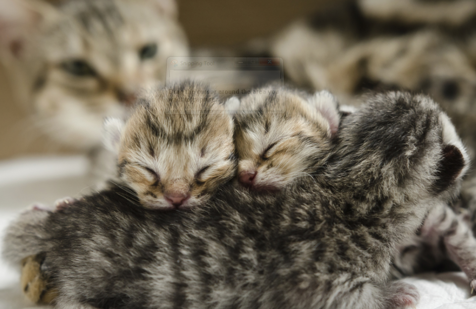 Ini 4 Cara Merawat Anabul atau Kitten di Usia 4 Minggu, Baik dengan atau Tanpa Induk!