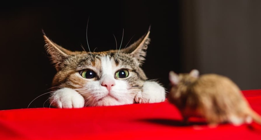 Kenapa Kucing Suka Bawa Bangkai Tikus? Ternyata Alasannya Bikin Terharu!