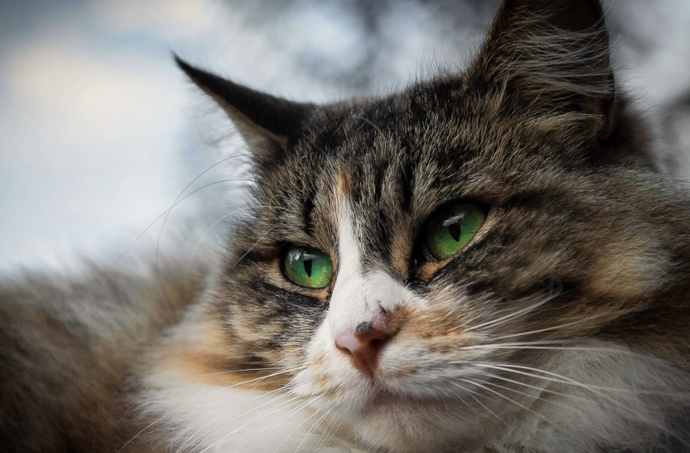 5 Obat Alami Mata Kucing Berair yang Bisa Dilakukan di Rumah