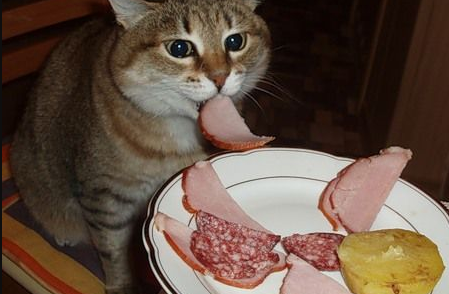 Apakah Boleh Kucing Makan Babi? Mengejutkan! Ternyata Begini Pandangan Medis