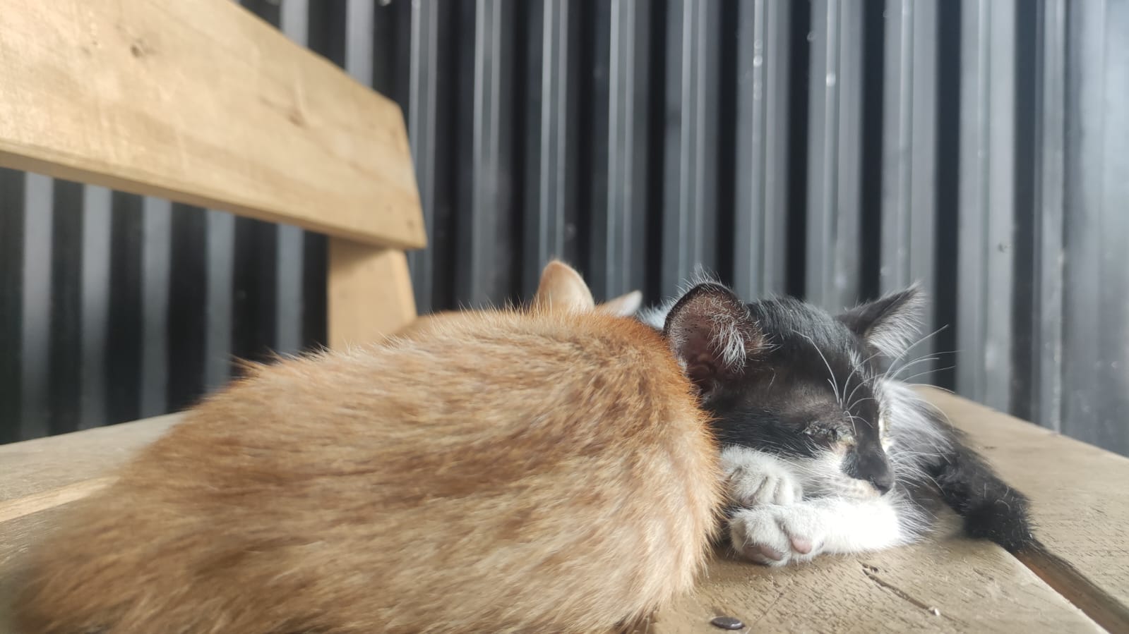 Memahami Pentingnya Sterilisasi untuk Kesehatan Kucing yang Perlu Kamu Ketahui