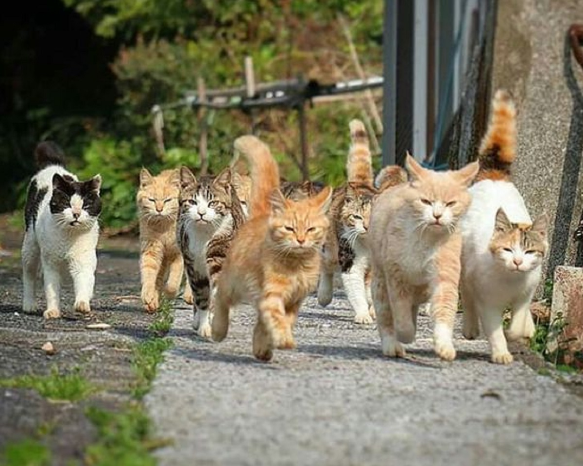 Kenapa Kucing Suka Mengikuti Kita Dari Belakang? Yuk Simak 5 Tandanya Disini