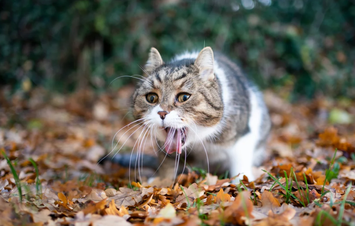 Ternyata Ini Alasan Kenapa Kucing Muntah Dikasih Makan, Bisa Jadi Dehidrasi!