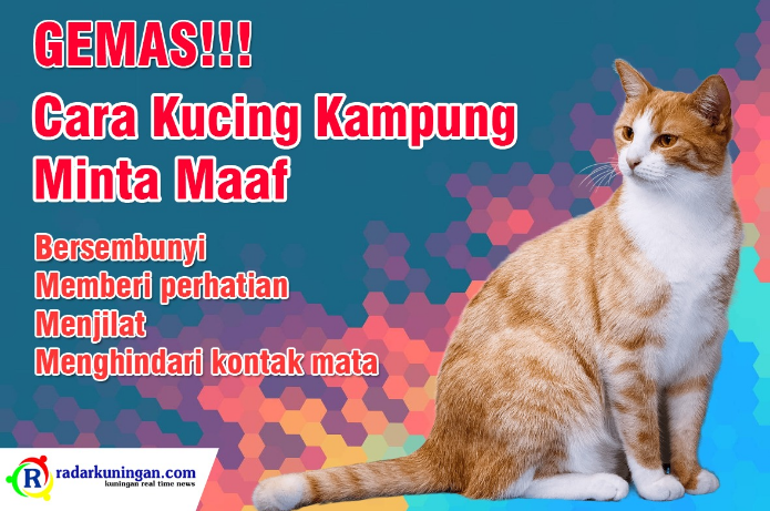 Bikin Gemas! Ini adalah 4 Cara Kucing Kampung Meminta Maaf, yang Masih Jarang Diketahui