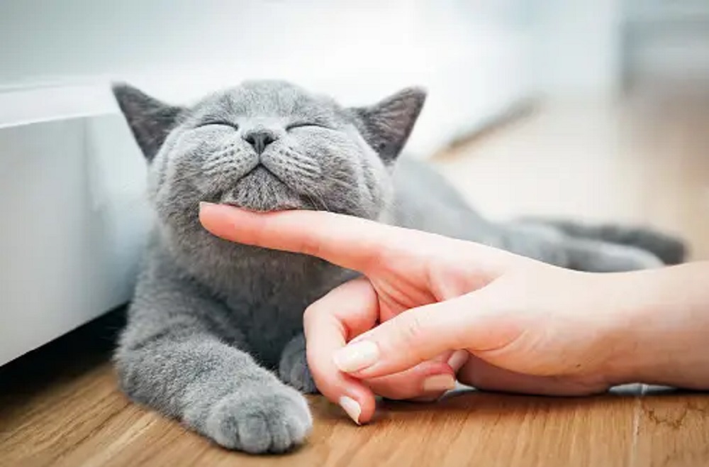 Mengenal 7 Tanda Kucing Bahagia Bersama Pemiliknya, Apakah Kucingmu Sudah Bahagia?