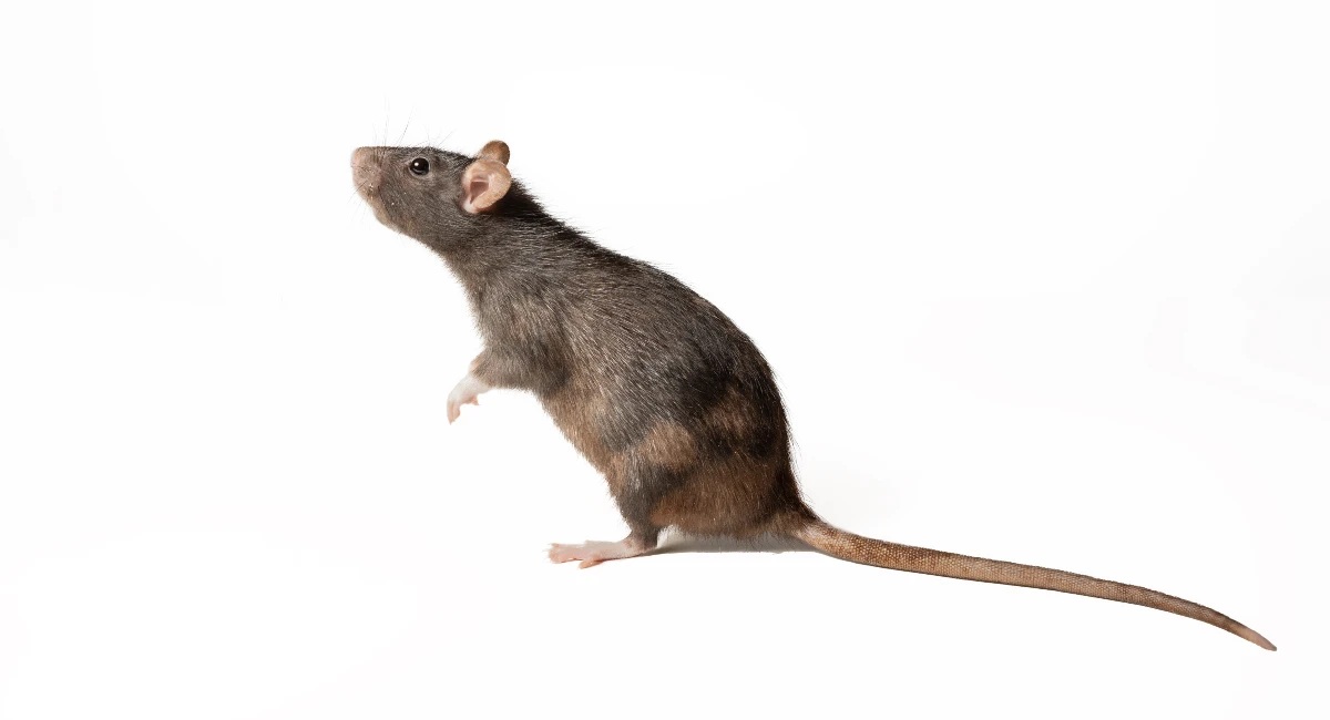Apakah Bau Busuk Bisa Jadi Tanda Keberadaan Tikus? Berikut Ini 8 Tanda-tanda Tikus Bersarang di Rumah