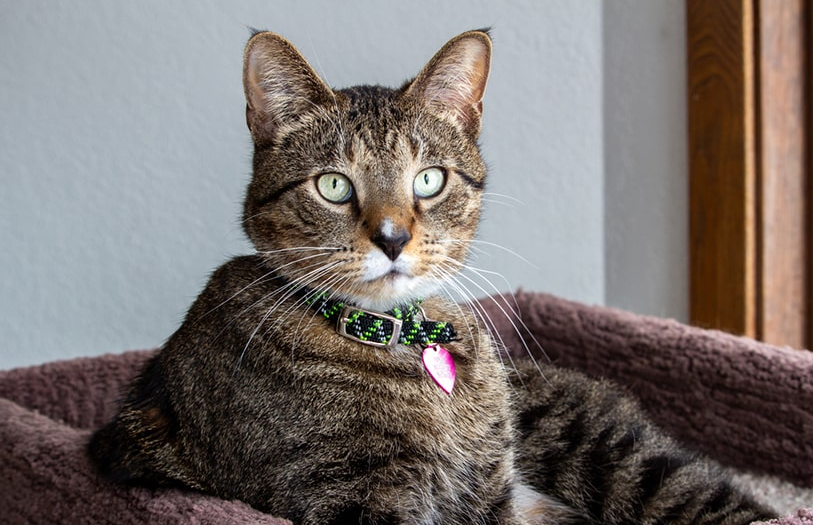 Sering Diremehkan! Berikut 4 Keuntungan Memiliki Kucing Kampung di Rumah, Selain Mengusir Tikus