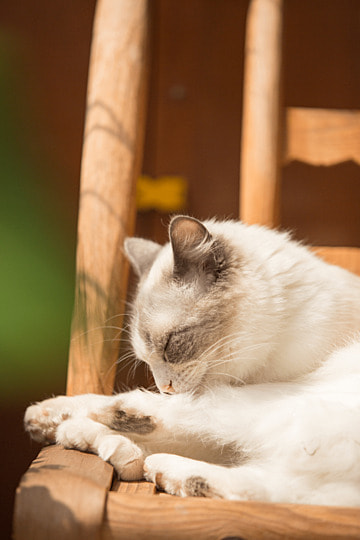 Memahami 6 Alasan Dibalik Kebiasaan Kucing Suka Menjilat Bulunya Sendiri, Oh Ternyata Bikin Rileks