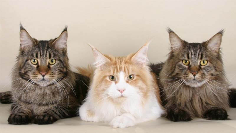 6 Ras Kucing Paling Penurut dan Mudah Dijinakkan, Cocok Jadi Pilihan Tepat untuk Pemula, Simak Yuk Apa Saja?
