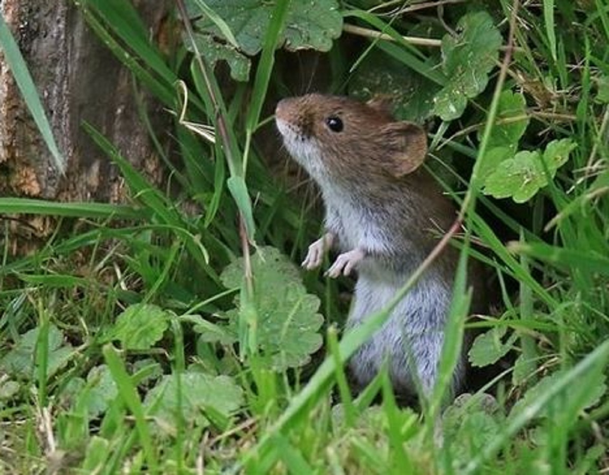 Tikus Kabur Karena Aroma Wanginya, Berikut 6 Bau Wangi Yang Tidak Disukai Tikus