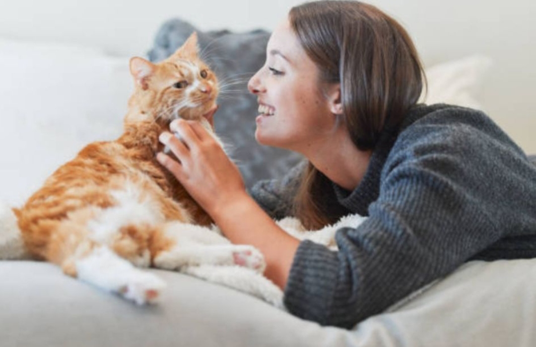 7 Cara Melatih Kucing Agar Nurut dan Pintar, Mudah Banget! 