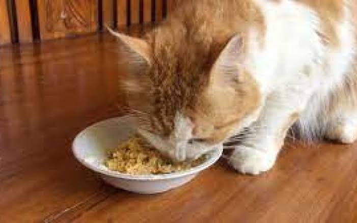 Aneka Olahan Makanan Kucing dari Daging Ayam, Mudah dan Kaya Nutrisi