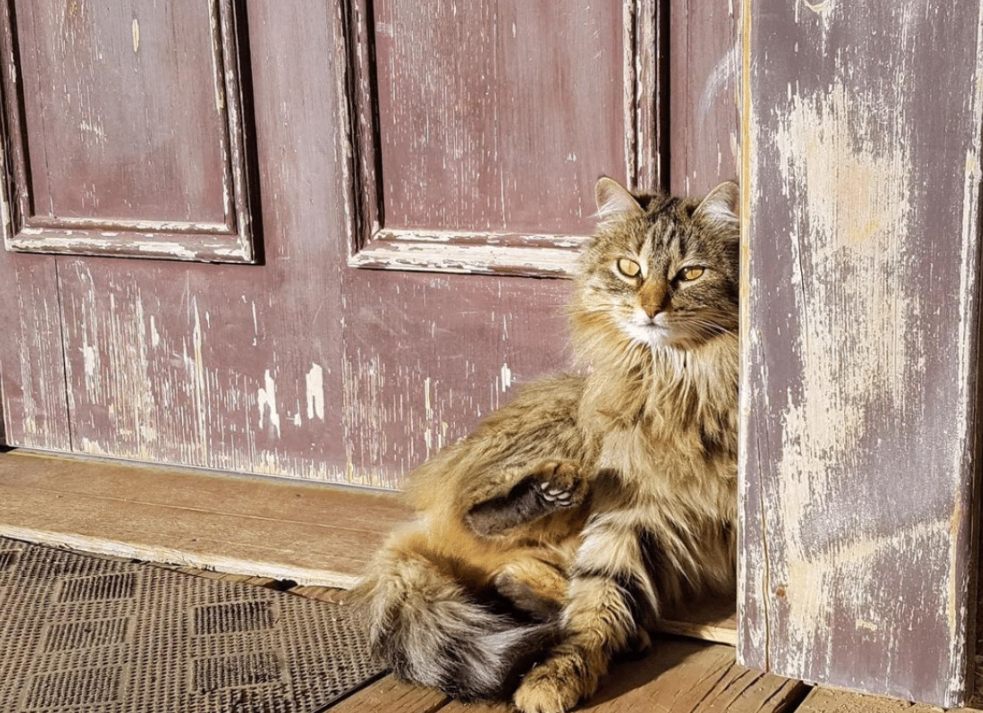 Berikut 5 Tanda Kucing Liar Menganggap Kita Pemiliknya, Salah Satunya Betah di Rumah Kita