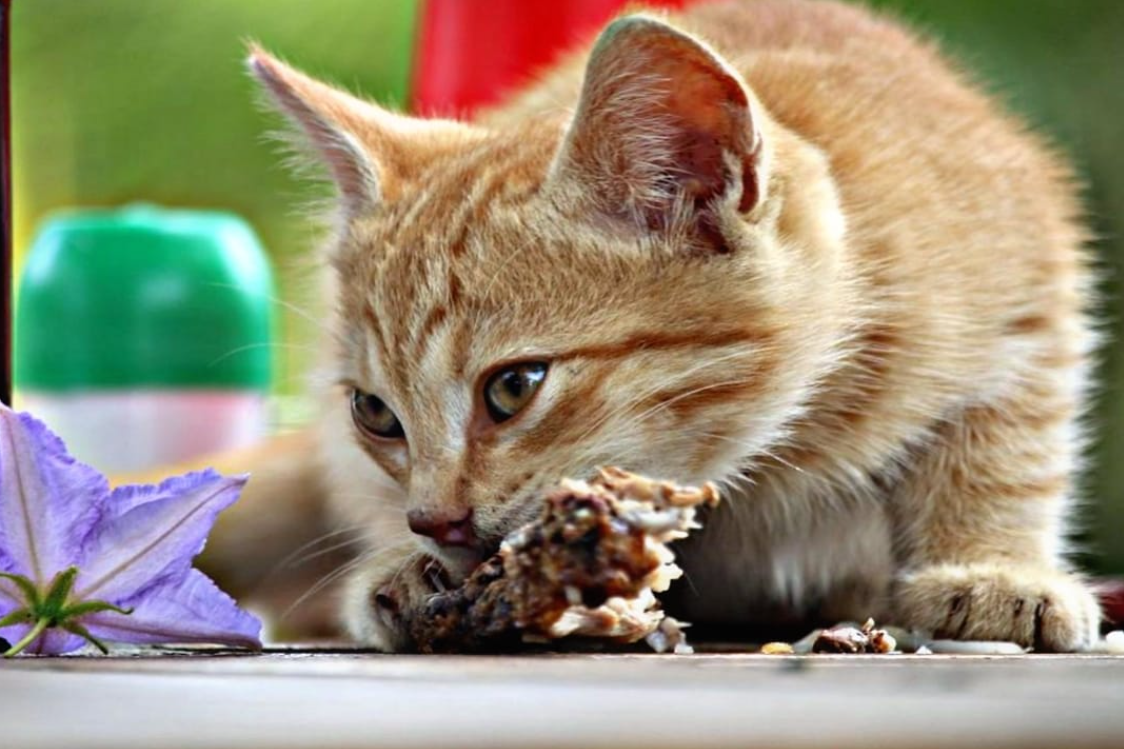 Jangan Asal Kasih! Inilah 7 Makanan yang Tidak Boleh Dimakan Kucing Kampung, Bisa Keracunan!