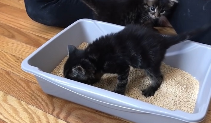 Jangan Dibiarkan! Kenapa Kucing Makan Pasir di Litter Box, Tempat Poop Anabul? Ternyata Ini 8 Alasannya