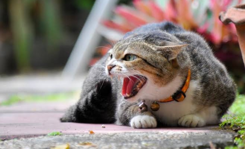 5 Hal yang Dibenci Kucing dan Bikin Tidak Betah di Rumah, Suara Ini Bikin Ketakutan