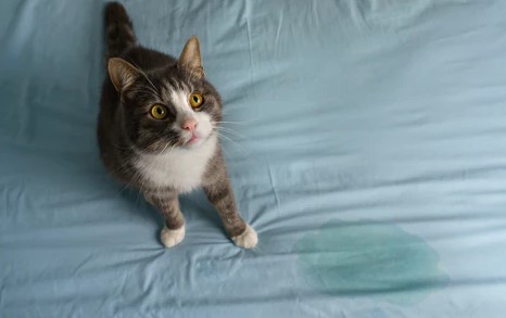 Jangan Dimarahi Dulu, Ternyata ini 4 Alasan Kucing Mengencingi Tempat Tidur Kita, Tidak Sengaja Kok!